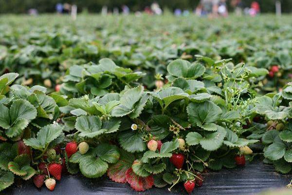 Sunny Ridge Strawberry Farm 墨爾本