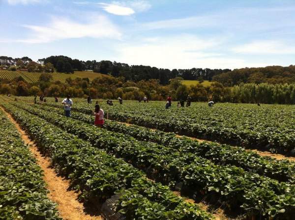 Sunny Ridge Strawberry Farm 墨爾本