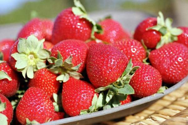 Sunny Ridge Strawberry Farm 墨爾本