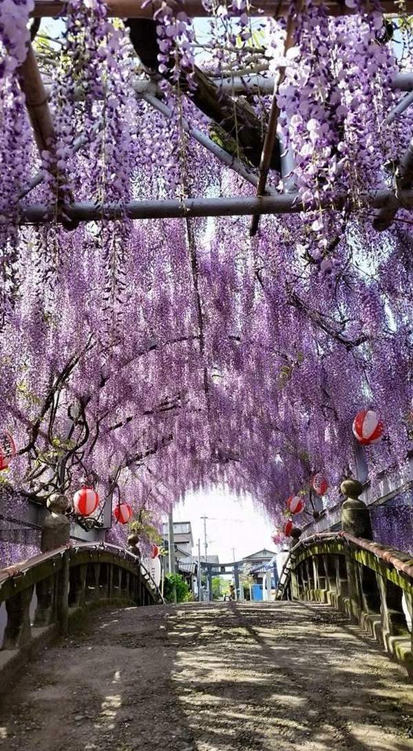 FB@柳川市観光課