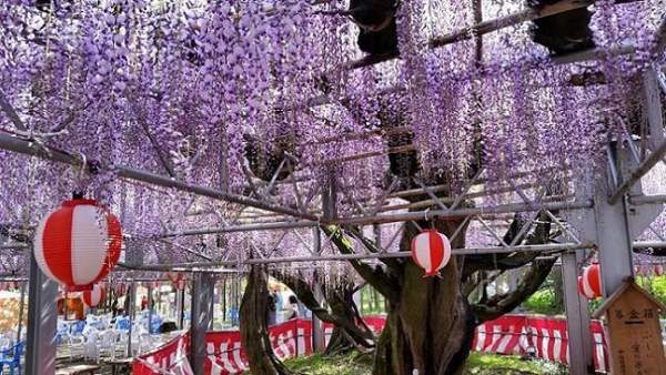 FB@柳川市観光課