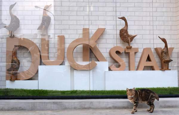 (圖:DuckStay官網) 台北