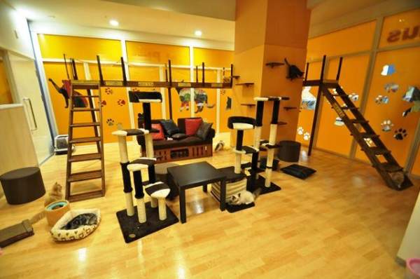 東京 台場 購物 Pet Plus 寵物店 tvb 東京攻略 杜如風