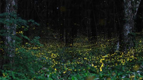(圖:retrip) 日本 岡山 螢火蟲 夜景 大自然 生態遊 金螢火蟲 夏天