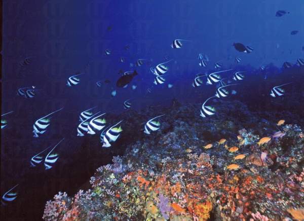 (圖: 中華民國內政部) 台灣其他