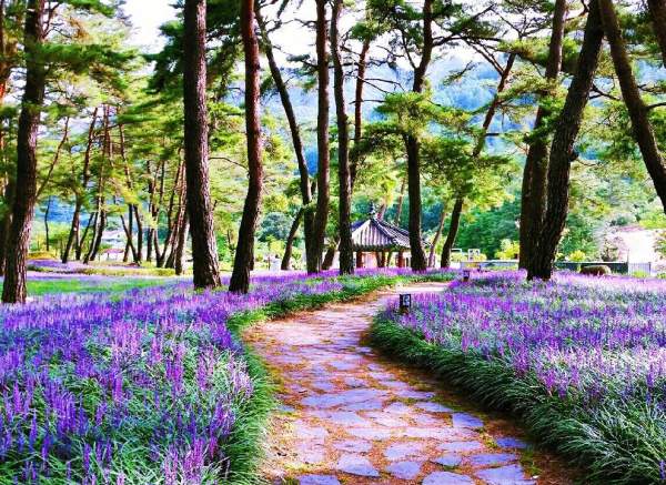 紫色的麥門冬花田 (圖:naver blog@hdjin9694) 慶州