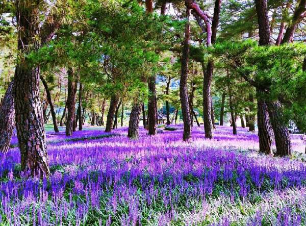 紫色的麥門冬花田 (圖:naver blog@hdjin9694) 慶州