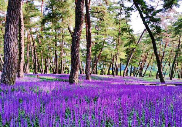 紫色的麥門冬花田 (圖:naver blog@hdjin9694) 慶州