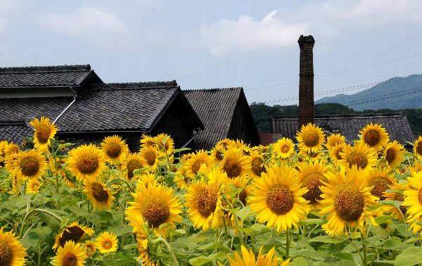 日本 四國 香川 觀光勝地 太陽花 風車 天使散步道 戀人勝地 戀人必去