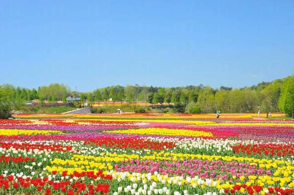 日本 四國 廣島 花田 七彩花田 賞花 