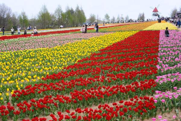 日本 四國 廣島 花田 七彩花田 賞花 