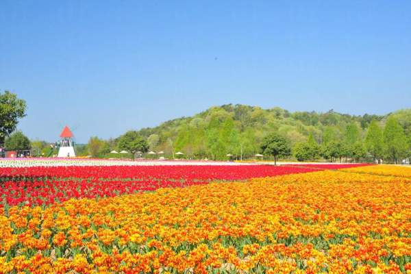 日本 四國 廣島 花田 七彩花田 賞花 