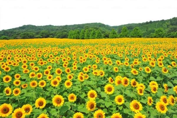 日本 四國 廣島 花田 七彩花田 賞花 