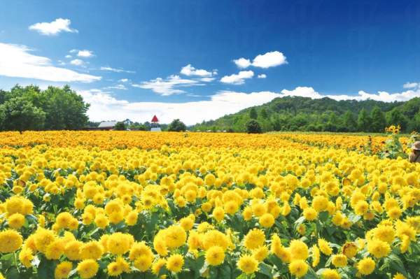 日本 四國 廣島 花田 七彩花田 賞花 