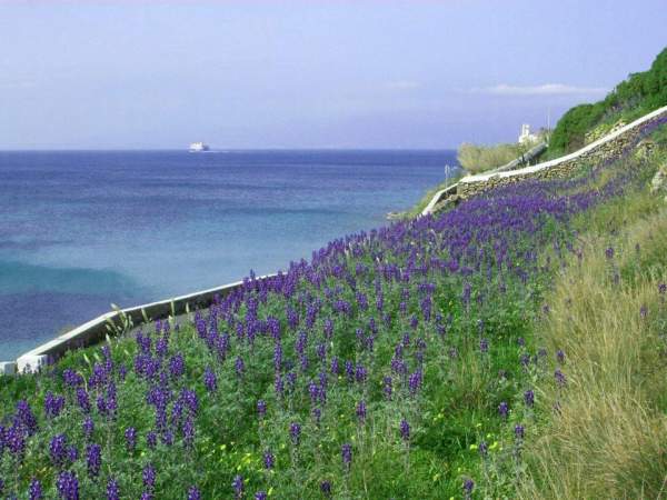 米克諾斯島 (圖:fb@Mykonos) 希臘島嶼