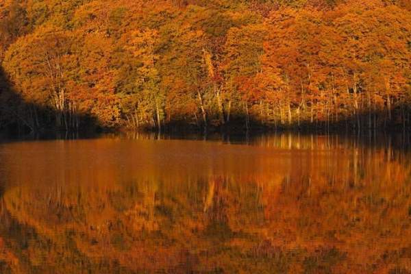 日本 東北 青森 紅葉 秋天 