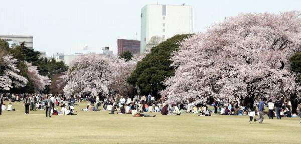 新宿御苑(圖:parknavi) 東京