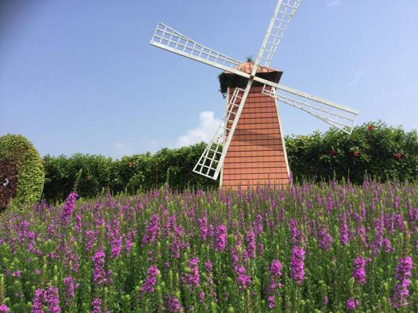 (相片來源︰FB@中社觀光花市) 台中