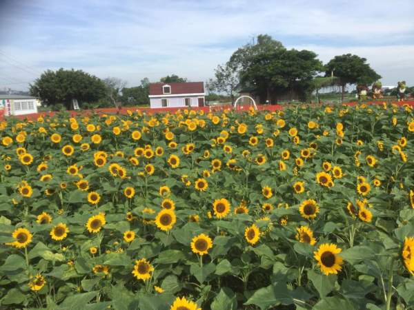 (相片來源︰FB@中社觀光花市) 台中