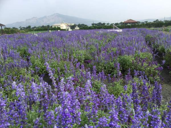 (相片來源︰FB@中社觀光花市) 台中