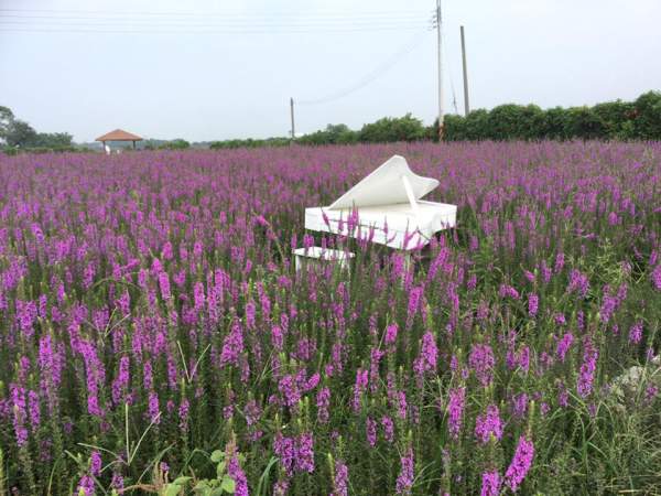 (相片來源︰FB@中社觀光花市) 台中