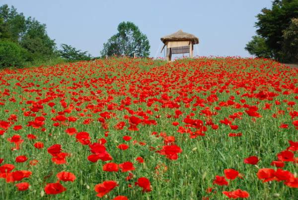 韓國 首爾 公園 奧運 賞花