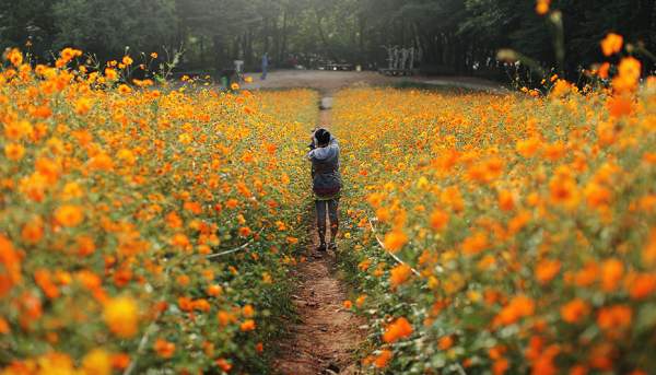 韓國 首爾 公園 奧運 賞花