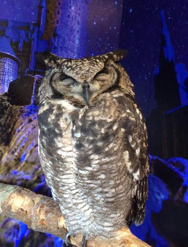 日本 四國 大分 由布院 湯布院 溫泉 觀光 英式建築 英國 夢幻