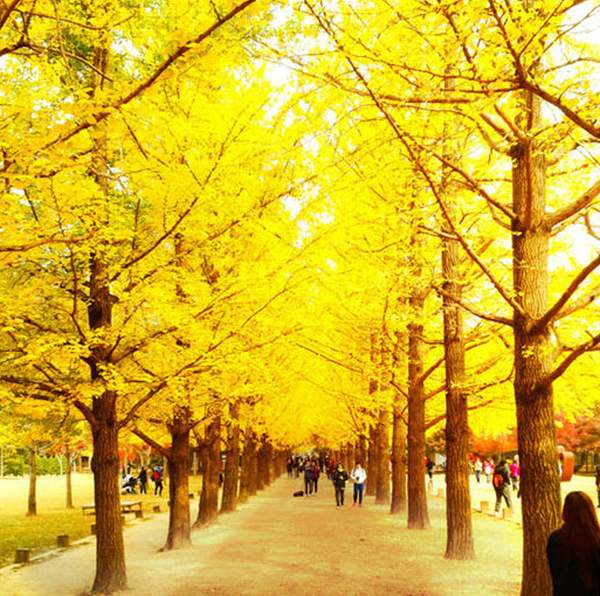 2001年12月KBS電視劇在南怡島取景拍攝後,知名度大增,觀光客絡繹不絕湧入,讓這裡變身成為著名的文化觀光景點。 江原道