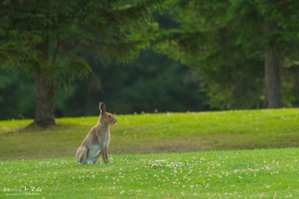 日本 北海道 勇払郡 渡假村 冰屋