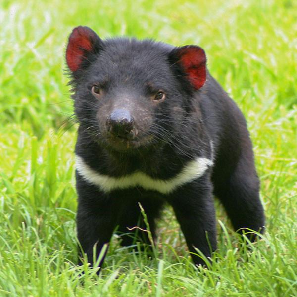 Tasmanian Devil Unzoo