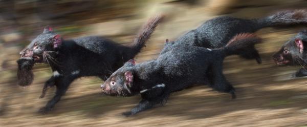 Tasmanian Devil Unzoo