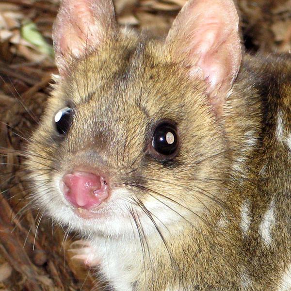 Tasmanian Devil Unzoo