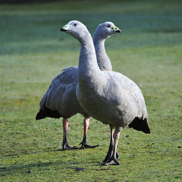 Tasmanian Devil Unzoo