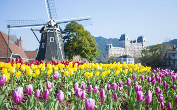 豪斯登堡 鬱金香
