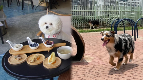 將軍澳寵物一日遊路線推介 帶狗狗歎下午茶/食花膠雞補身/最大狗公園放電