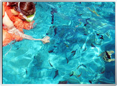 Hilton Cebu Resort & Spa �y���ɨ������