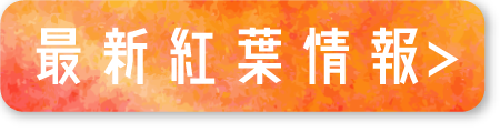 最新紅葉情報