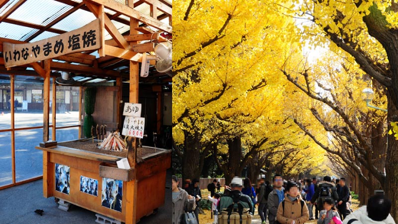 東京近郊6日5夜賞紅葉行程